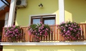 Balkon - pelargonija lila