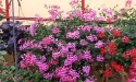 Pelargonija lila